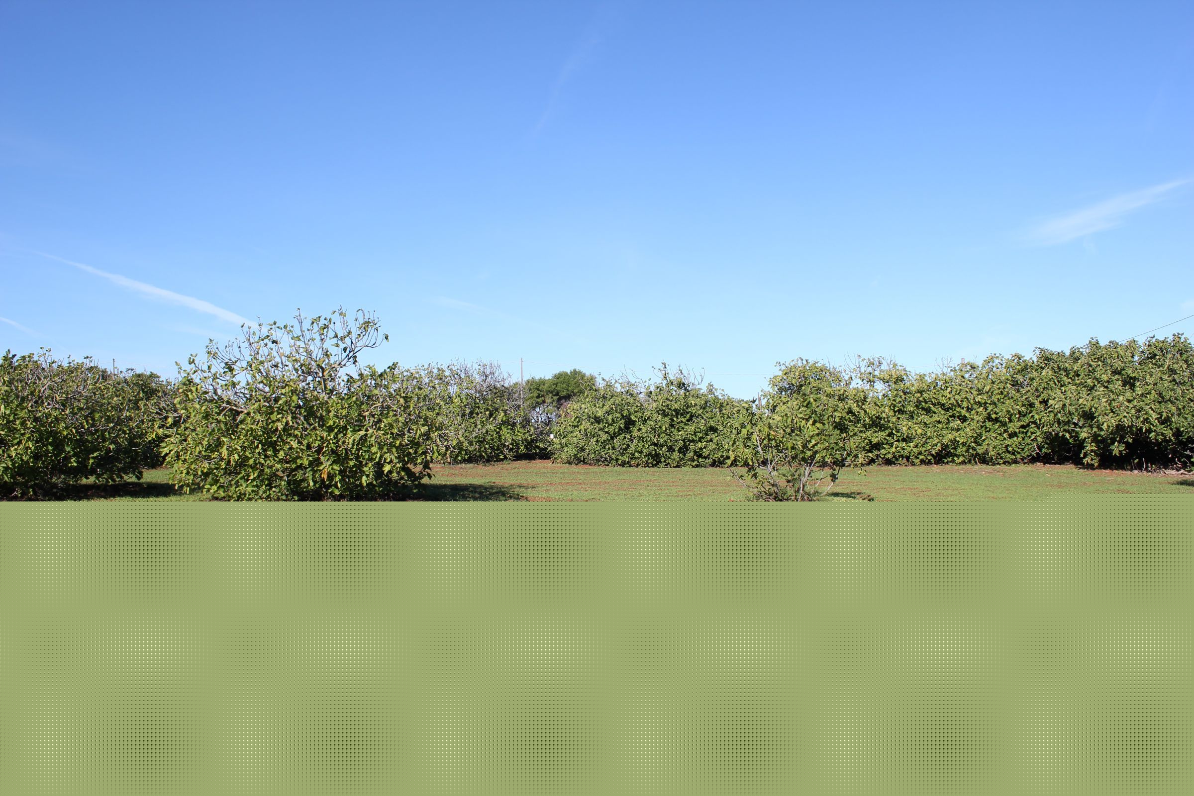 Terreno edificabile vendita - Ostuni - mare - for sale