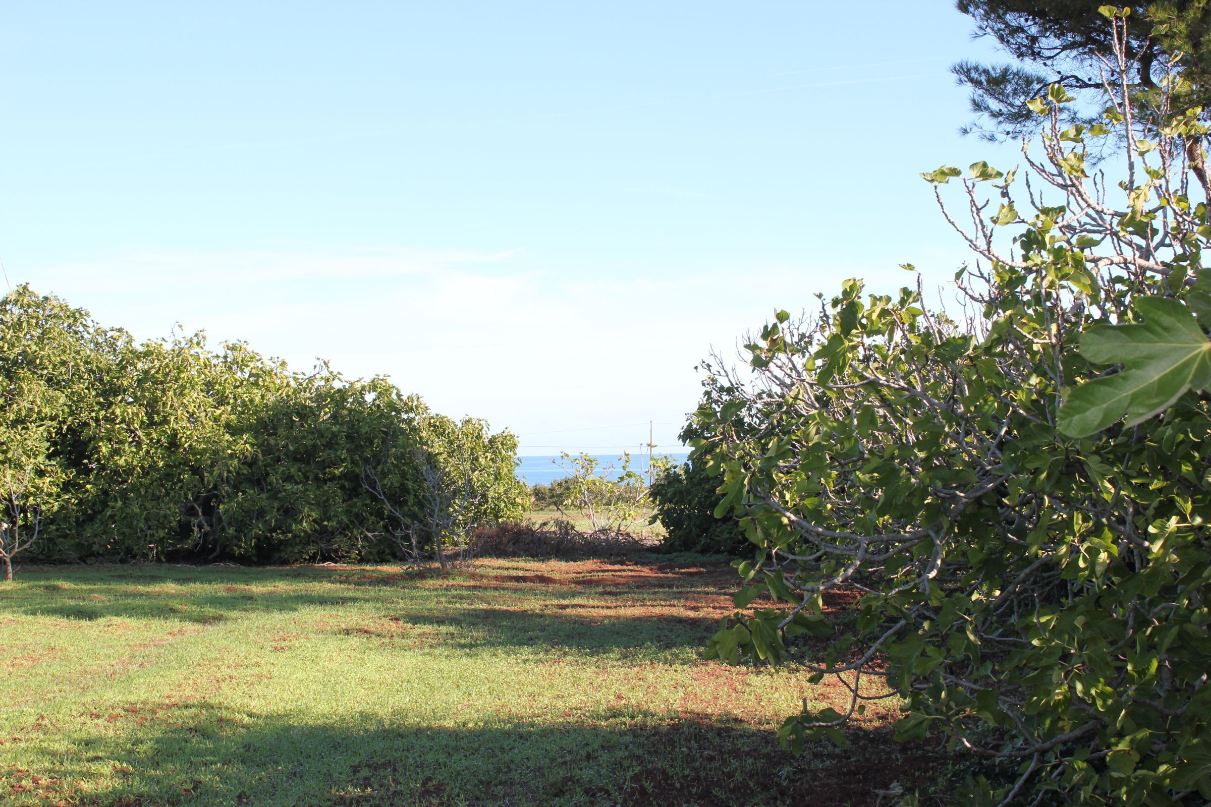 Terreno edificabile vendita - Ostuni - mare - for sale