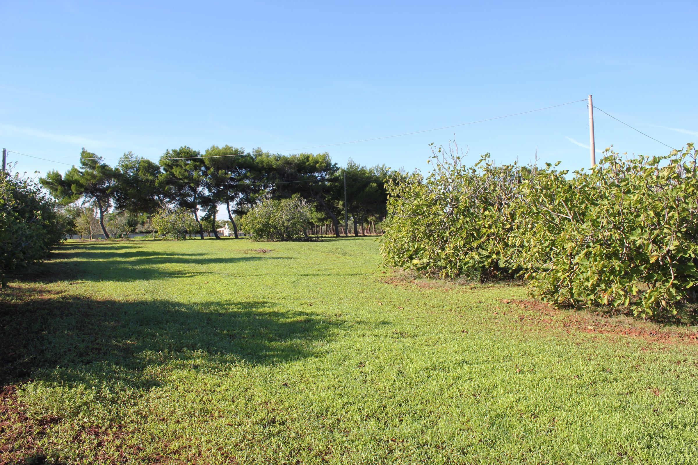 Terreno edificabile vendita - Ostuni - mare - for sale